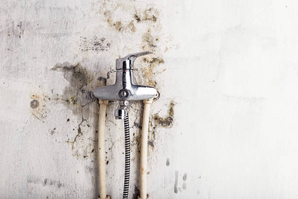 Best Mold Testing  in Chevy Chase View, MD