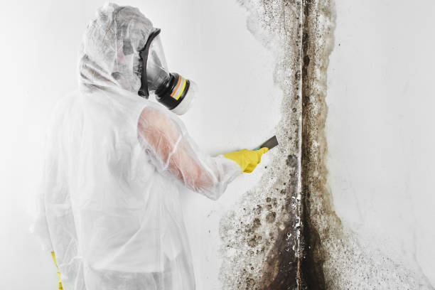 Best Commercial Mold Removal  in Chevy Chase View, MD