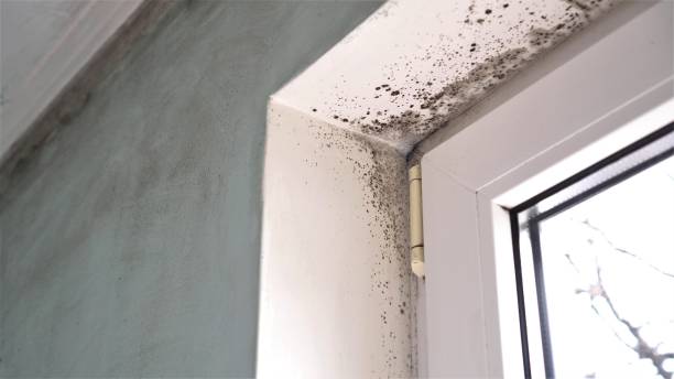 Best Same-Day Mold Removal  in Chevy Chase View, MD