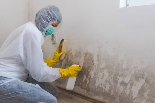Best Toxic Mold Removal  in Chevy Chase View, MD