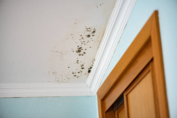 Water Damage Restoration in Chevy Chase View, MD