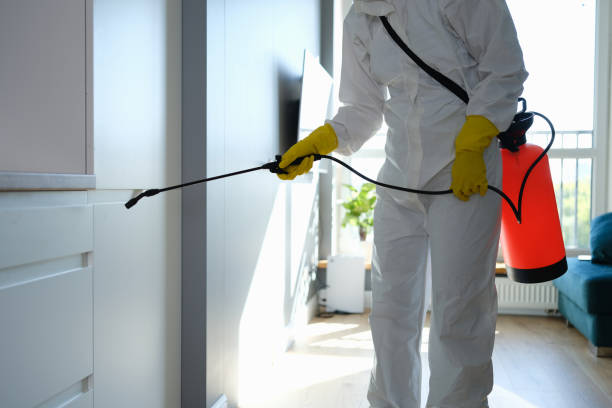Mold Removal Process in Chevy Chase View, MD