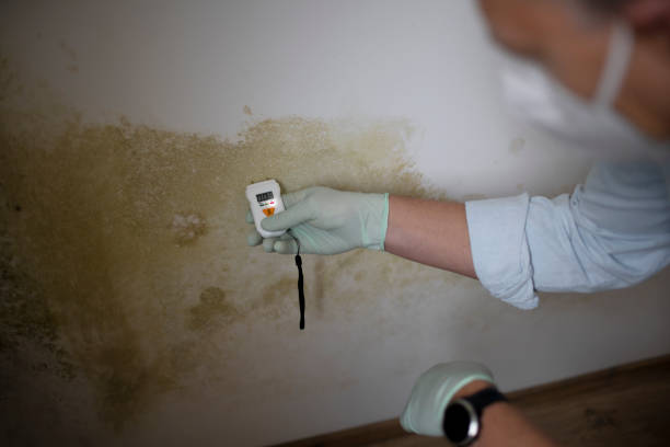 Best Emergency Mold Removal  in Chevy Chase View, MD