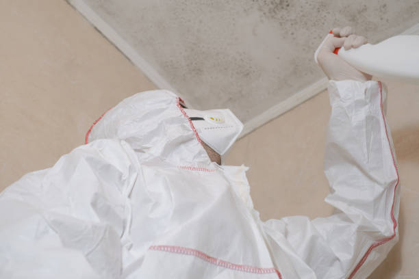 Best Local Mold Removal Service  in Chevy Chase View, MD