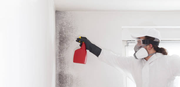 Best Mold Cleaning Services  in Chevy Chase View, MD