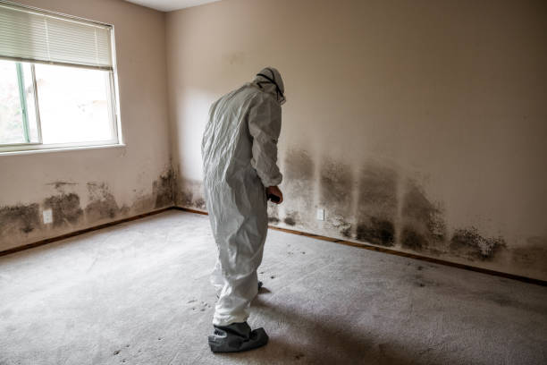 Best Certified Mold Removal  in Chevy Chase View, MD