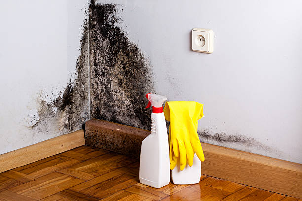 Professional Mold Removal in Chevy Chase View, MD