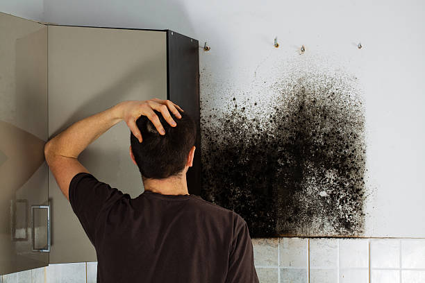 Best Attic Mold Removal  in Chevy Chase View, MD