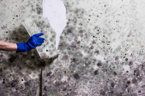 Best Residential Mold Removal  in Chevy Chase View, MD