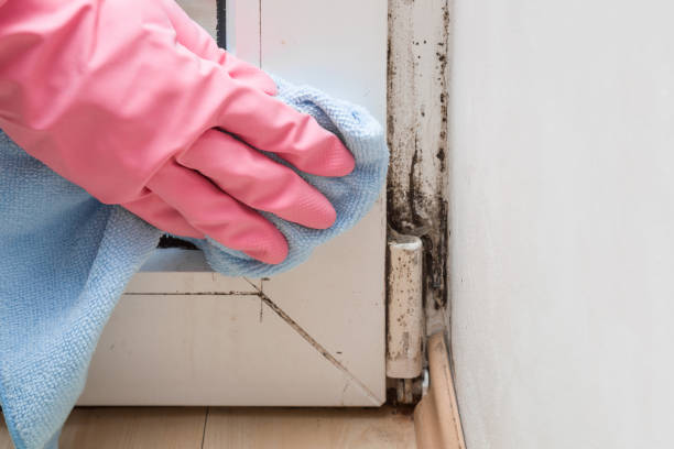  Chevy Chase View, MD Mold Removal Pros